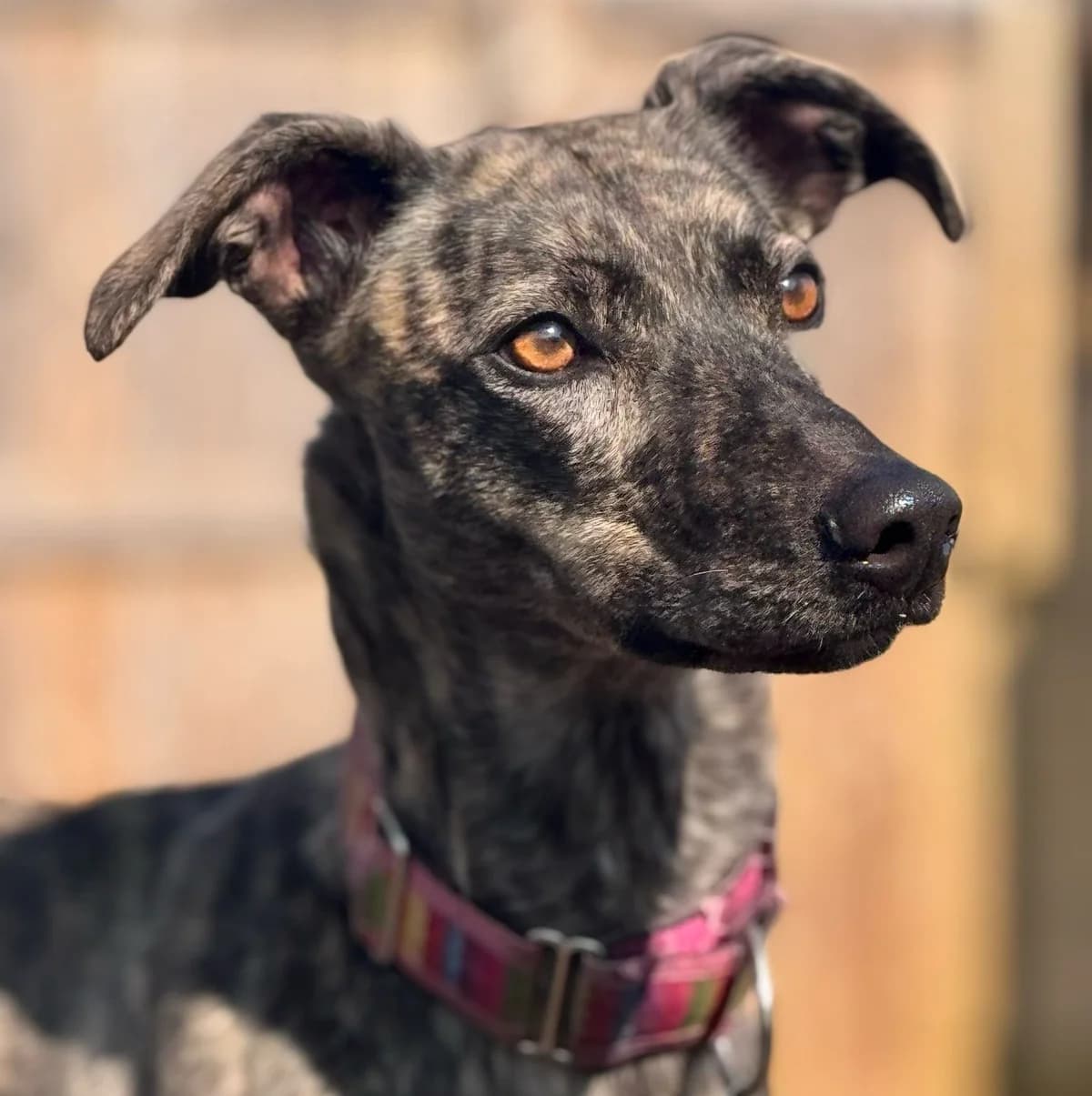 Rogue – 3 Year Old Lurcher – RESERVED, female 3yo Lurcher for adoption at Rain Rescue