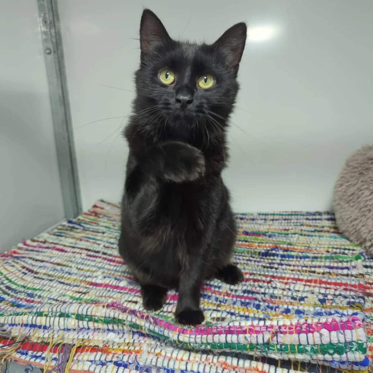 Adult Cat, female Mixed Breed Cat for adoption at Rain Rescue