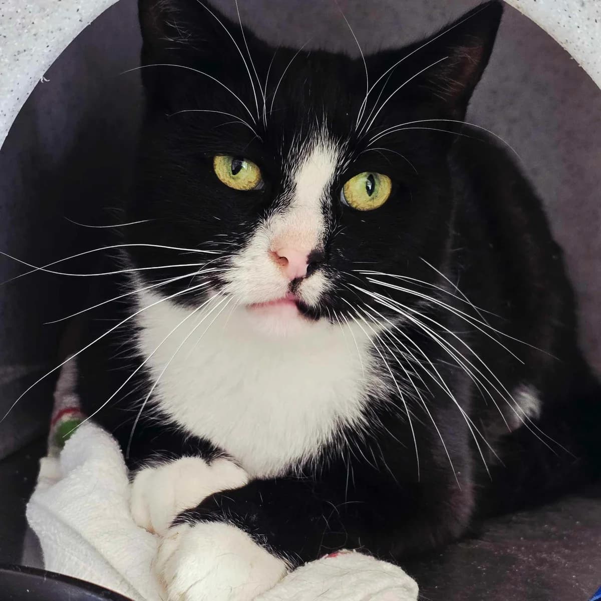 Ziggy- 2 Year Old Male, Mixed Breed Cat (Rain Rescue)