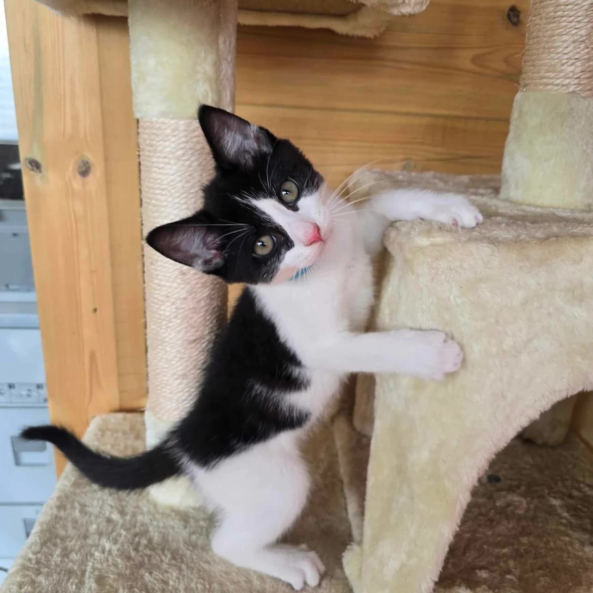 Simon- 4 Month Old Male, Mixed Breed Cat (Rain Rescue)