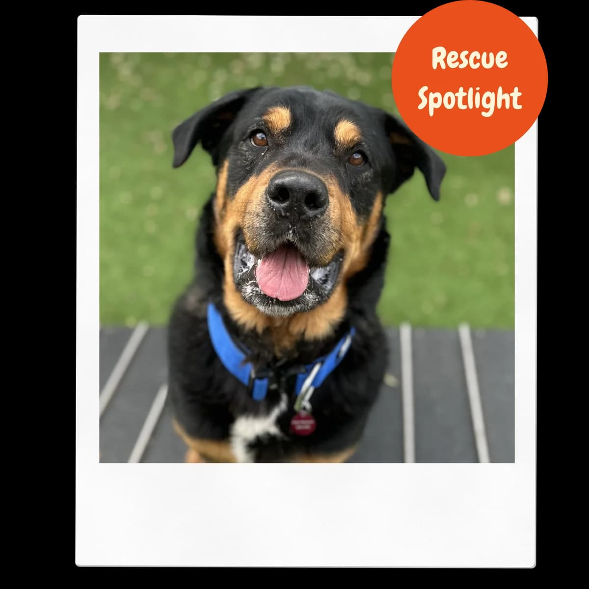 Tommy – 5 year Male – Rescue Spotlight! (RESERVED), male Rottweiler for adoption at Rain Rescue