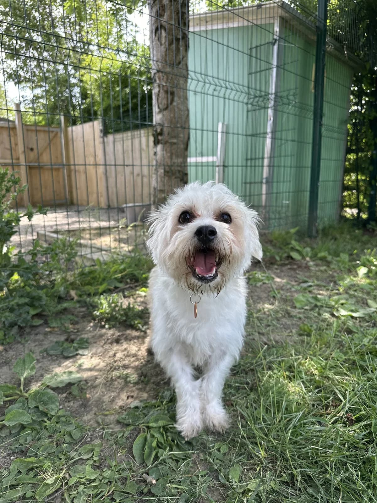 Fluffy – 2 year 8 month old Male – RESERVED, male Shih Tzu for adoption at Rain Rescue