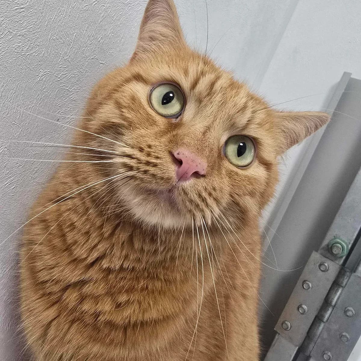 Tiger- 4 Year Old Male RESERVED, male Mixed Breed Cat for adoption at Rain Rescue