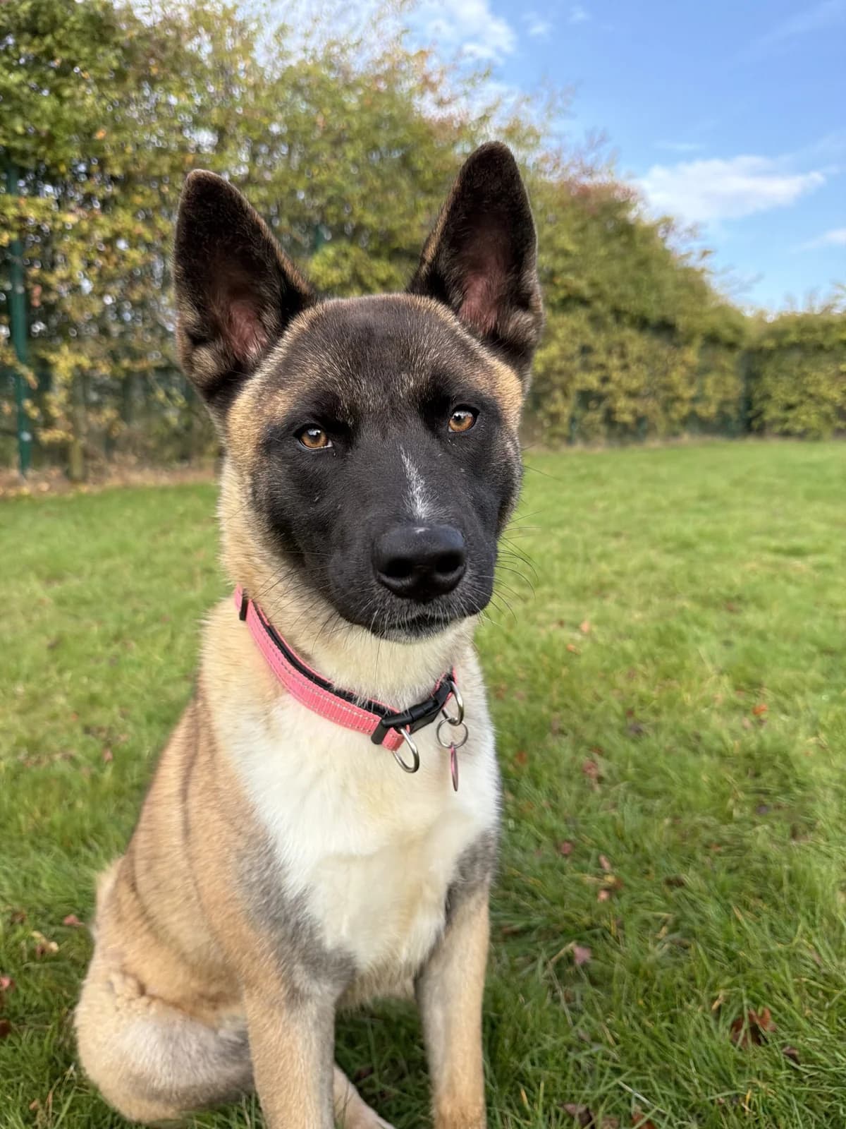 Padme – 9 month old Female – Spotlight animal – RESERVED, female Akita for adoption at Rain Rescue