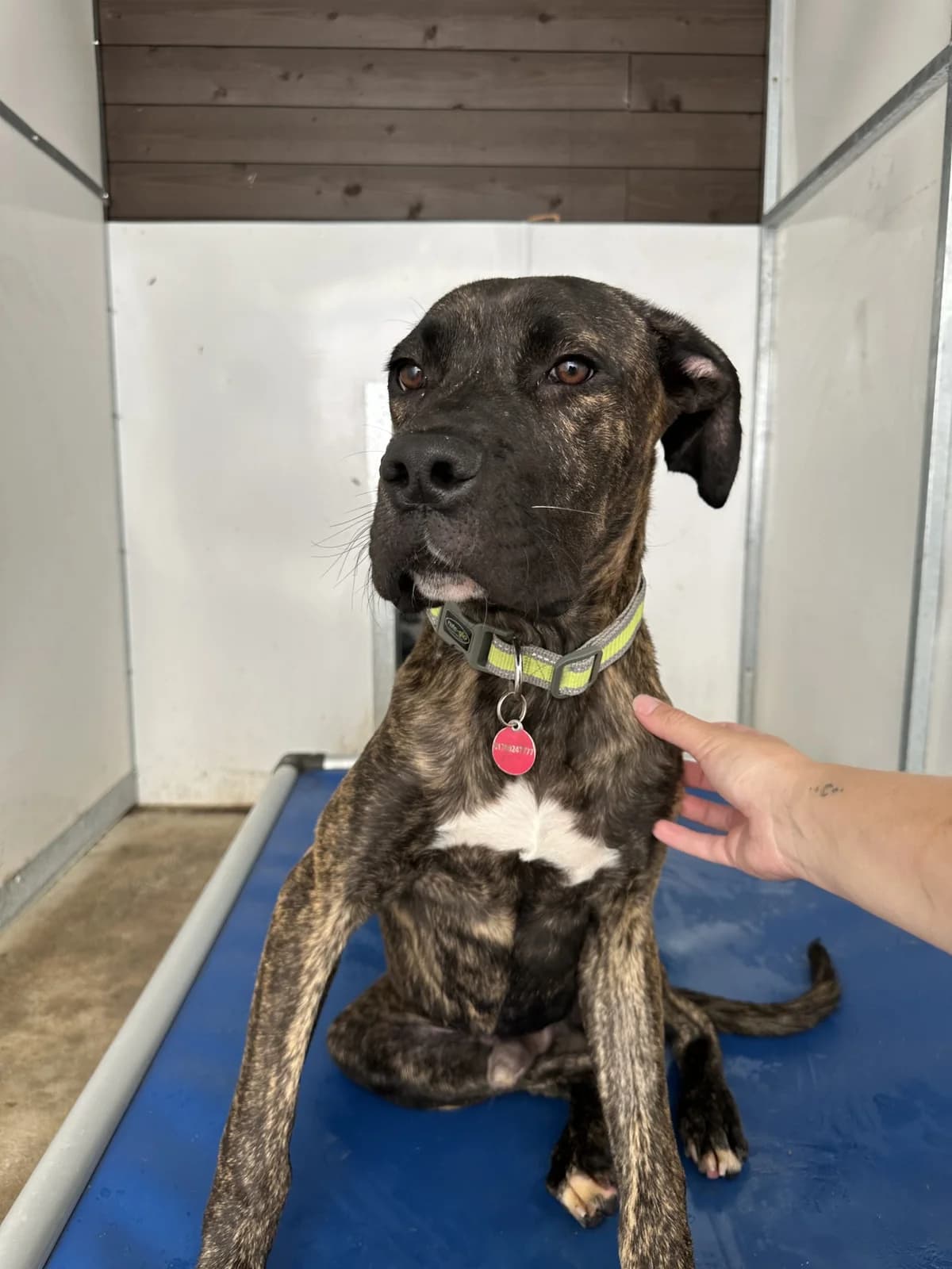 Bruce – 7 month old Male (Reserved), male Cane Corso for adoption at Rain Rescue