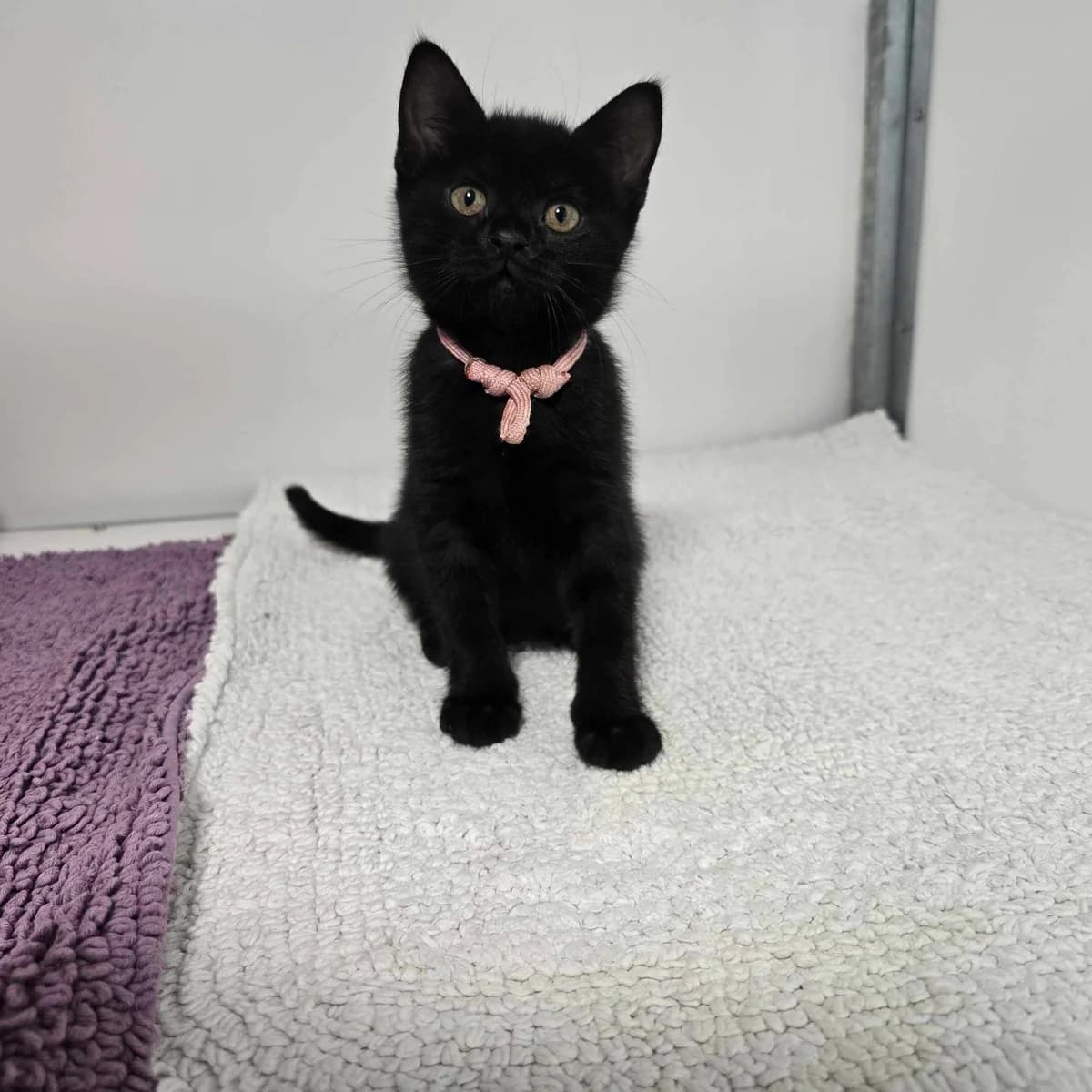 Wombat- 9 Week Old Female, female British Shorthair for adoption at Rain Rescue