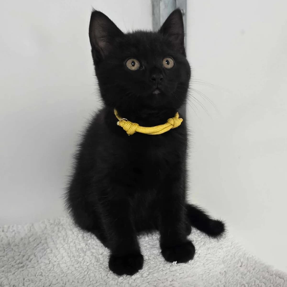 Goose- 9 Week Old Female, female puppy British Shorthair for adoption at Rain Rescue