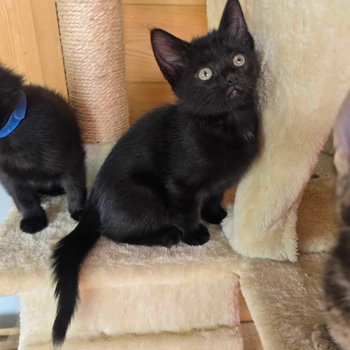 Dragon Egg- 9 Week Old Male- RESERVED, male Mixed Breed Cat for adoption at Rain Rescue