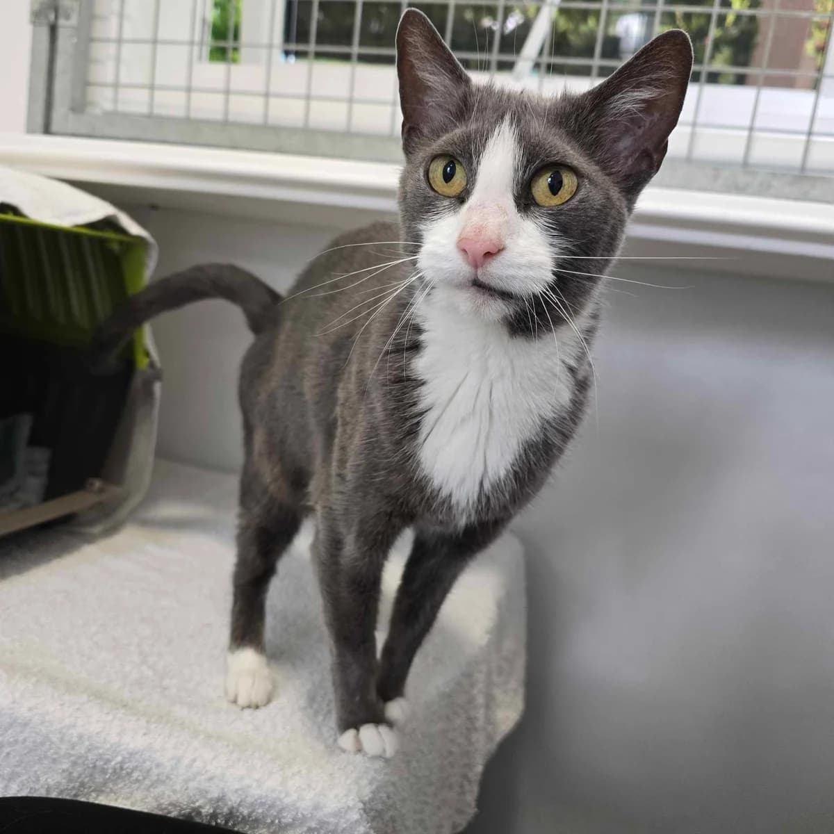 Tiddles- 7 Year Old Female – RESERVED, female Mixed Breed Cat for adoption at Rain Rescue