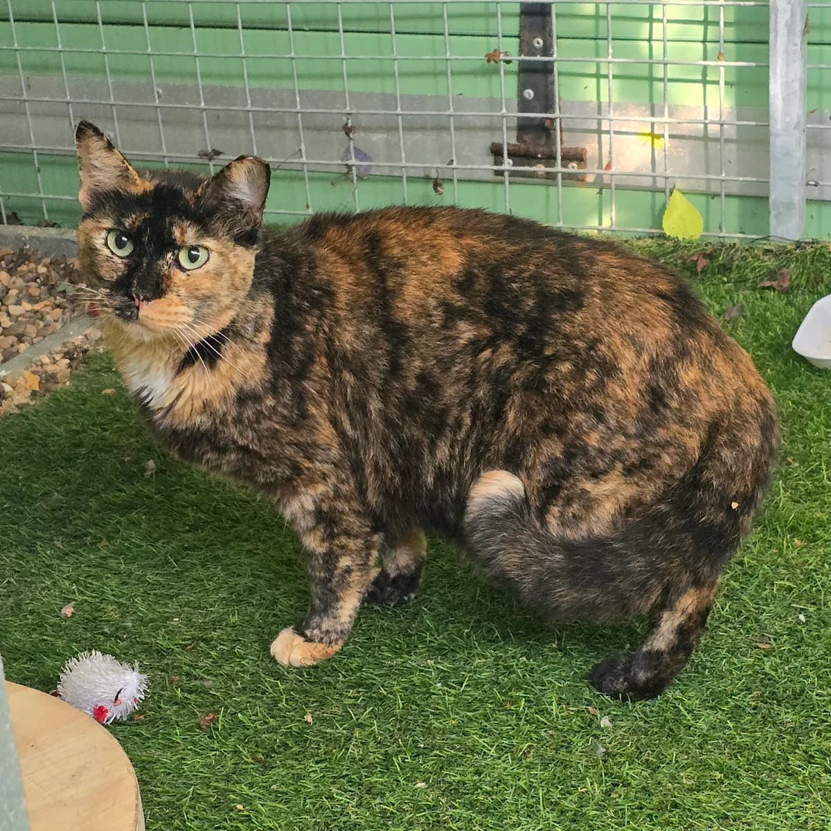 Willow- Senior cat- Looking for farm stable home, female Mixed Breed Cat for adoption at Rain Rescue