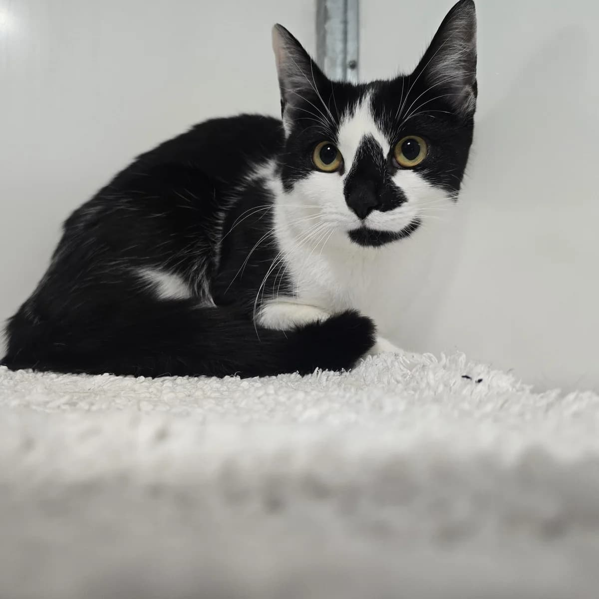 Mischief- 2 Year Old Female,  (Rain Rescue)