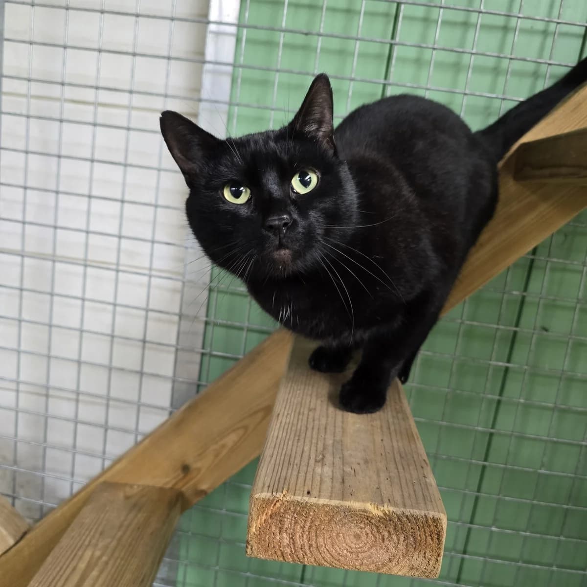 Shadow- 2 Year Old Male, male Mixed Breed Cat for adoption at Rain Rescue