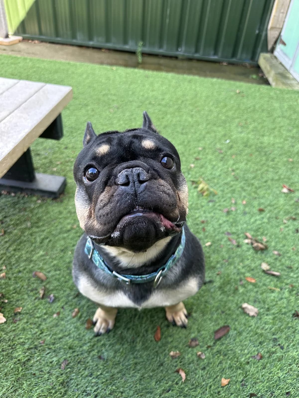 Oreo – 3 year old Female, female 3yo English Bulldog for adoption at Rain Rescue