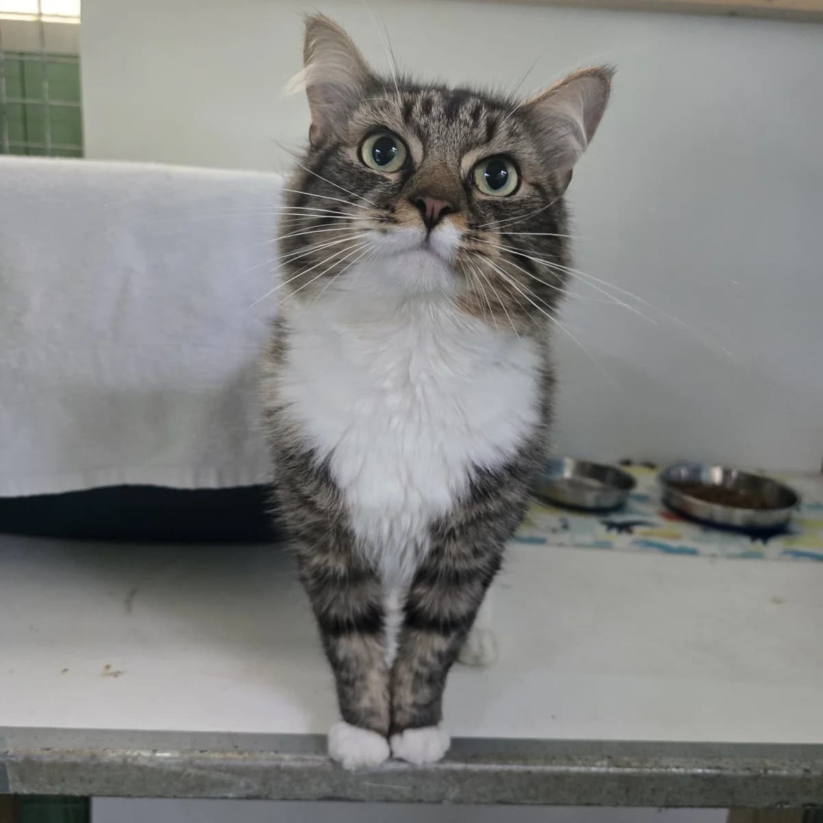 Panini- 3 Year Old Male-RESERVED, male Mixed Breed Cat for adoption at Rain Rescue