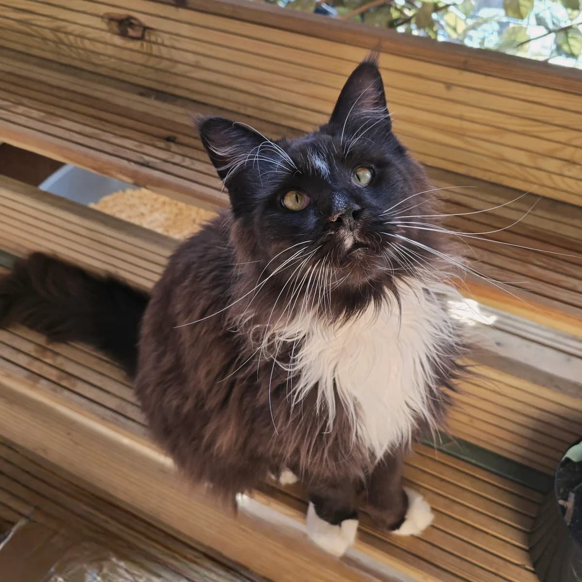 Percy- 4 Year Old Male- RESERVED, male Maine Coon for adoption at Rain Rescue