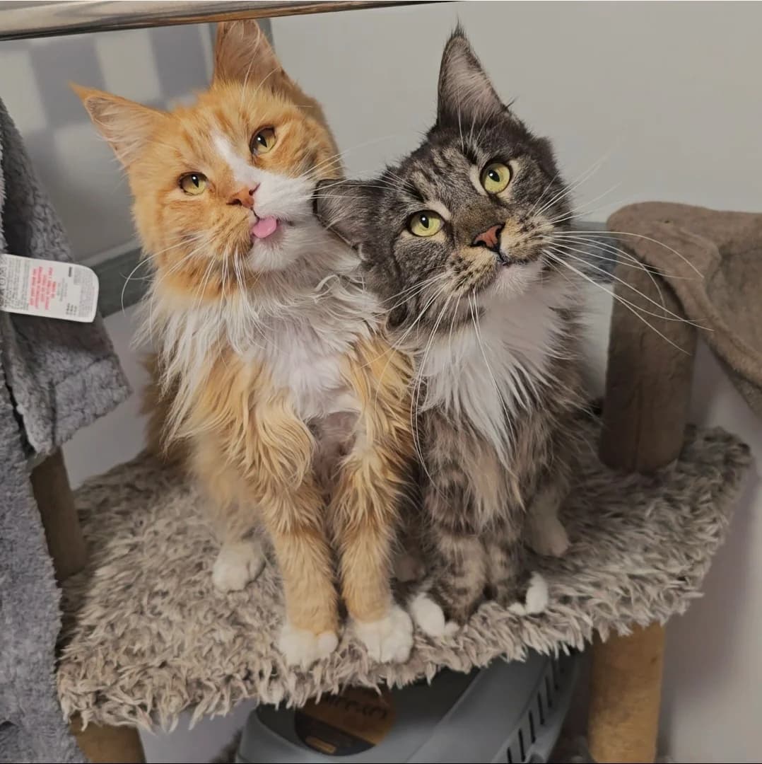 Connie and Winston- 8 Year old Female and Male- RESERVED, female Maine Coon for adoption at Rain Rescue