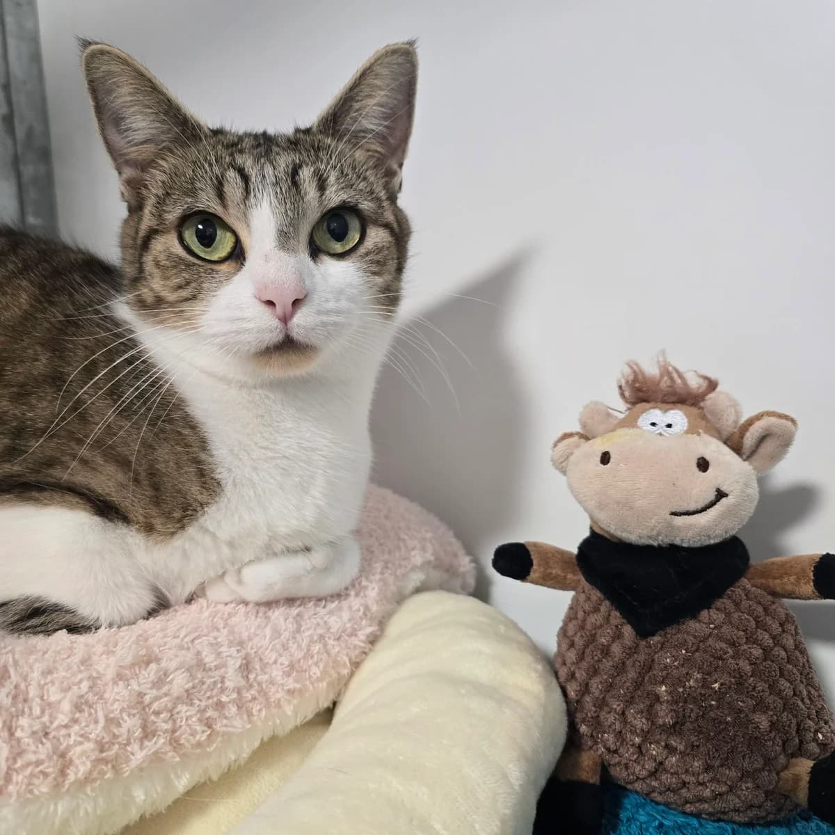 Marmalade- 2 Year Old Female- MEETING BOOKED, female puppy Mixed Breed Cat for adoption at Rain Rescue