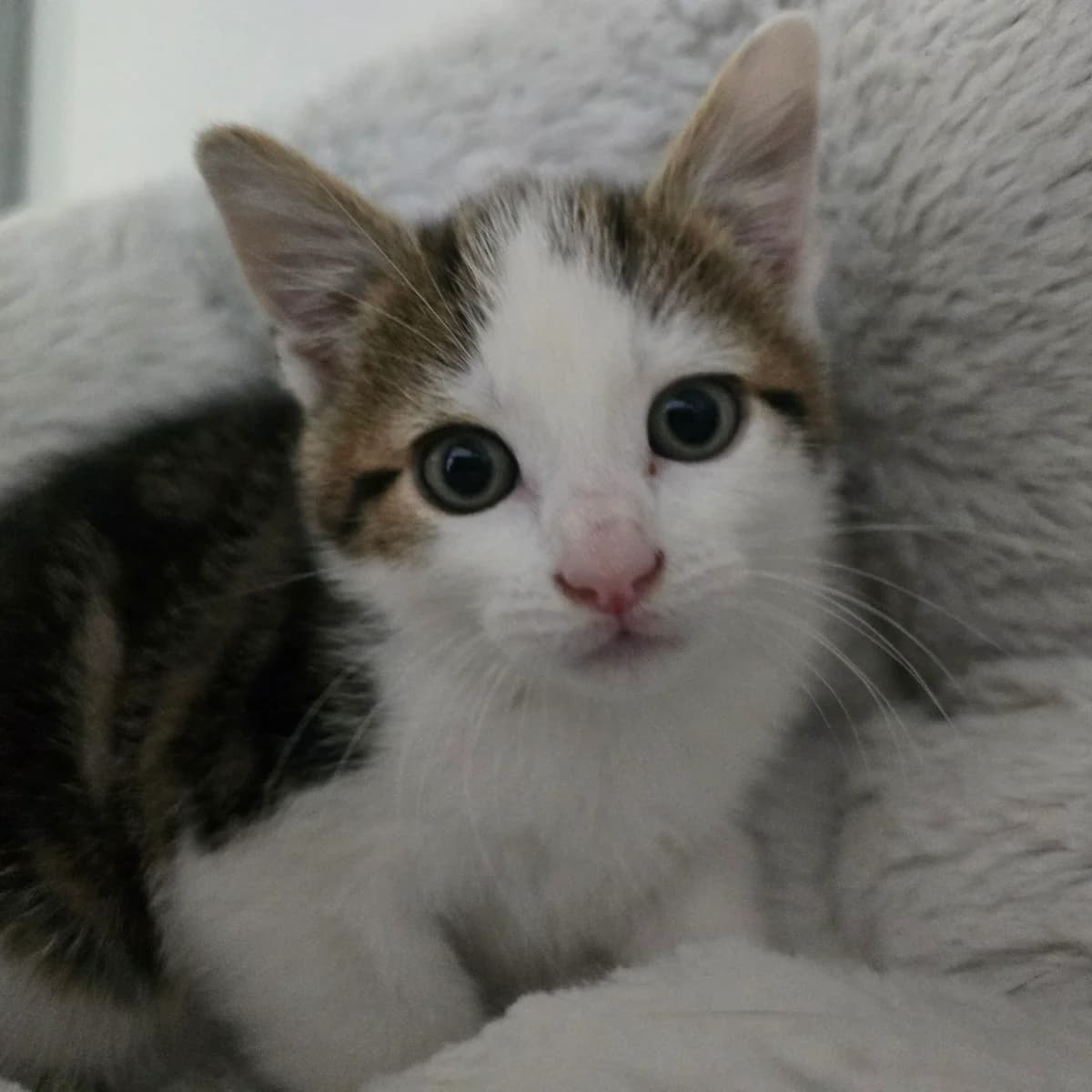 Hopper- 8 Week Old Male, Mixed Breed Cat (Rain Rescue)