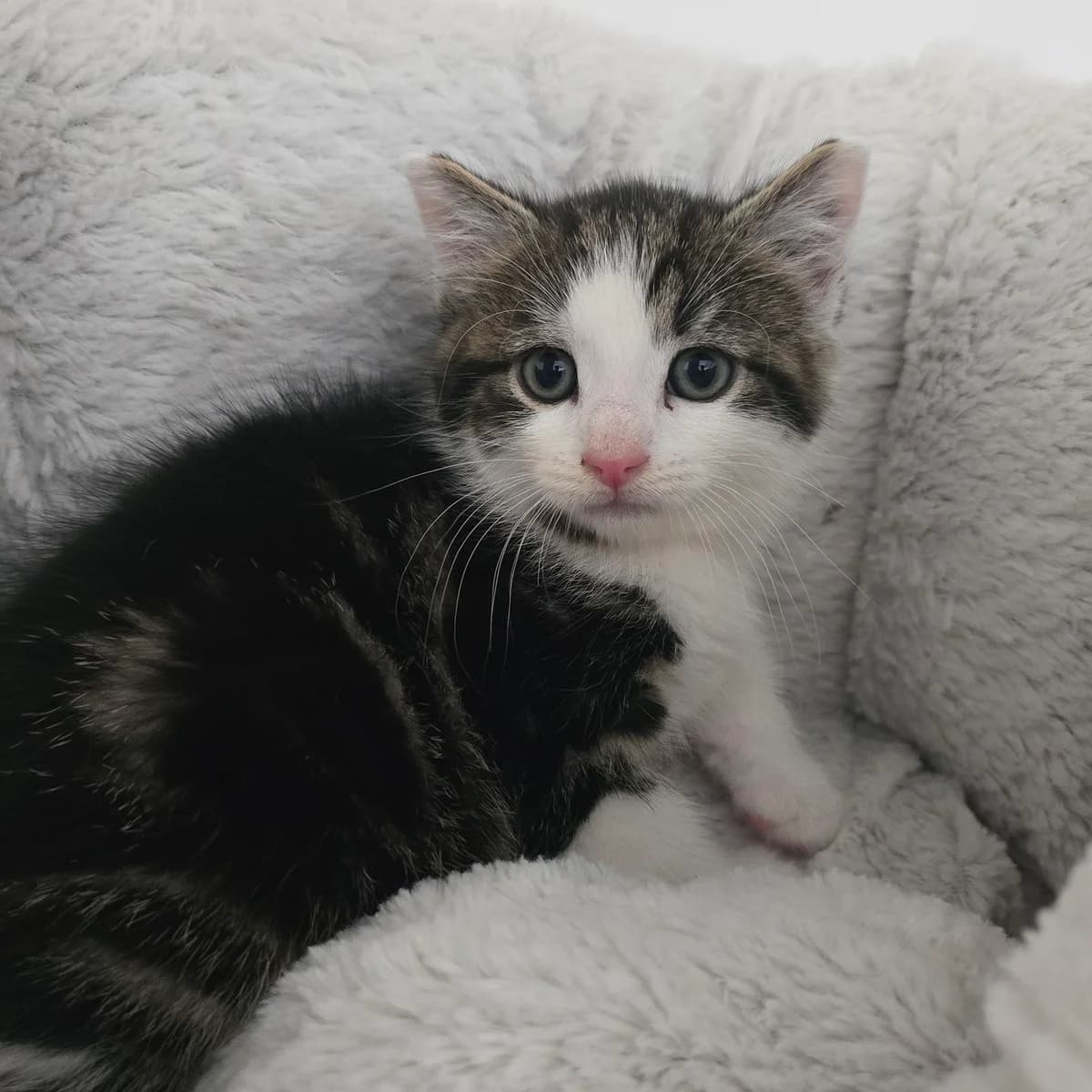Mike- 8 Week Old Male-MEETING BOOKED, male Mixed Breed Cat for adoption at Rain Rescue