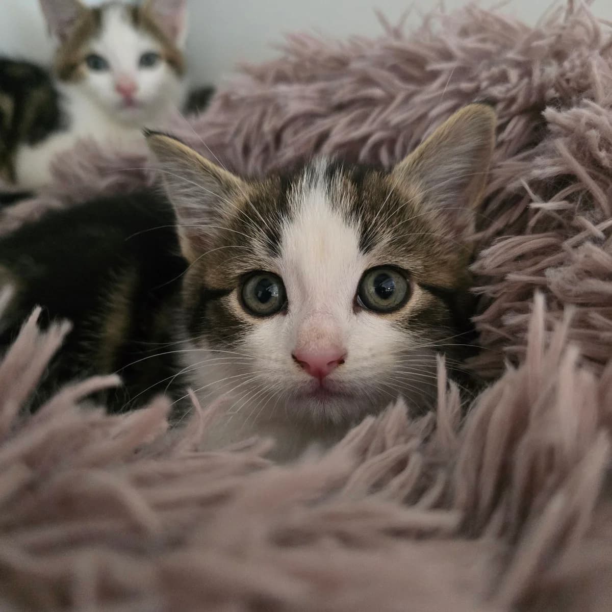 Eleven- 8 Week Old Female-MEETING BOOKED, female Mixed Breed Cat for adoption at Rain Rescue