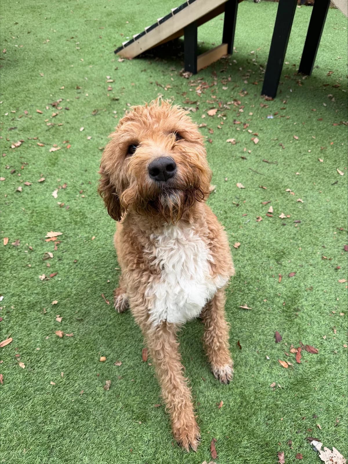 Coco – 3 Year 10 Month Old Female – Reserved, female 4yo Labradoodle for adoption at Rain Rescue