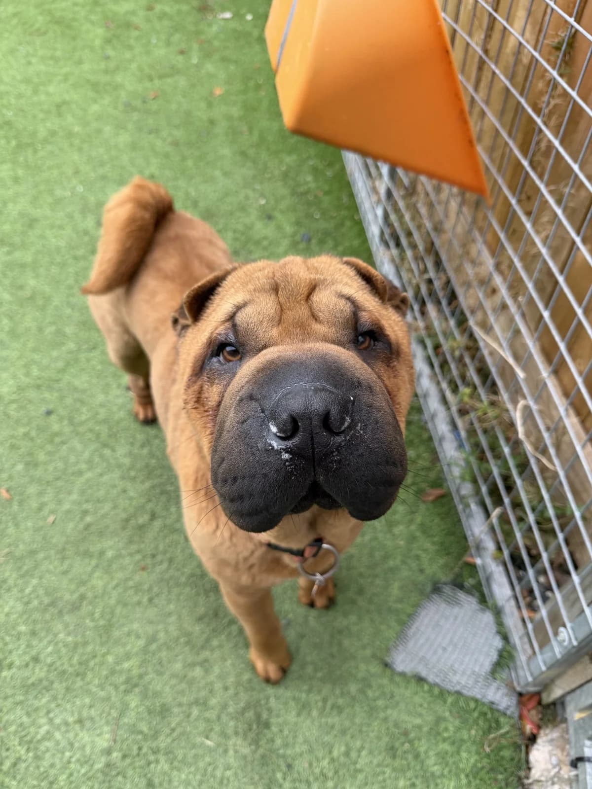 Bo – 1 year old Male – RESERVED, male Shar Pei for adoption at Rain Rescue