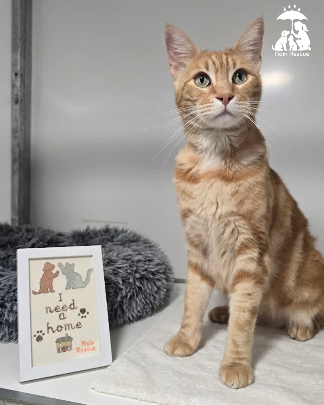 Roo- 4 Year Old Male- RESERVED, male Maine Coon for adoption at Rain Rescue