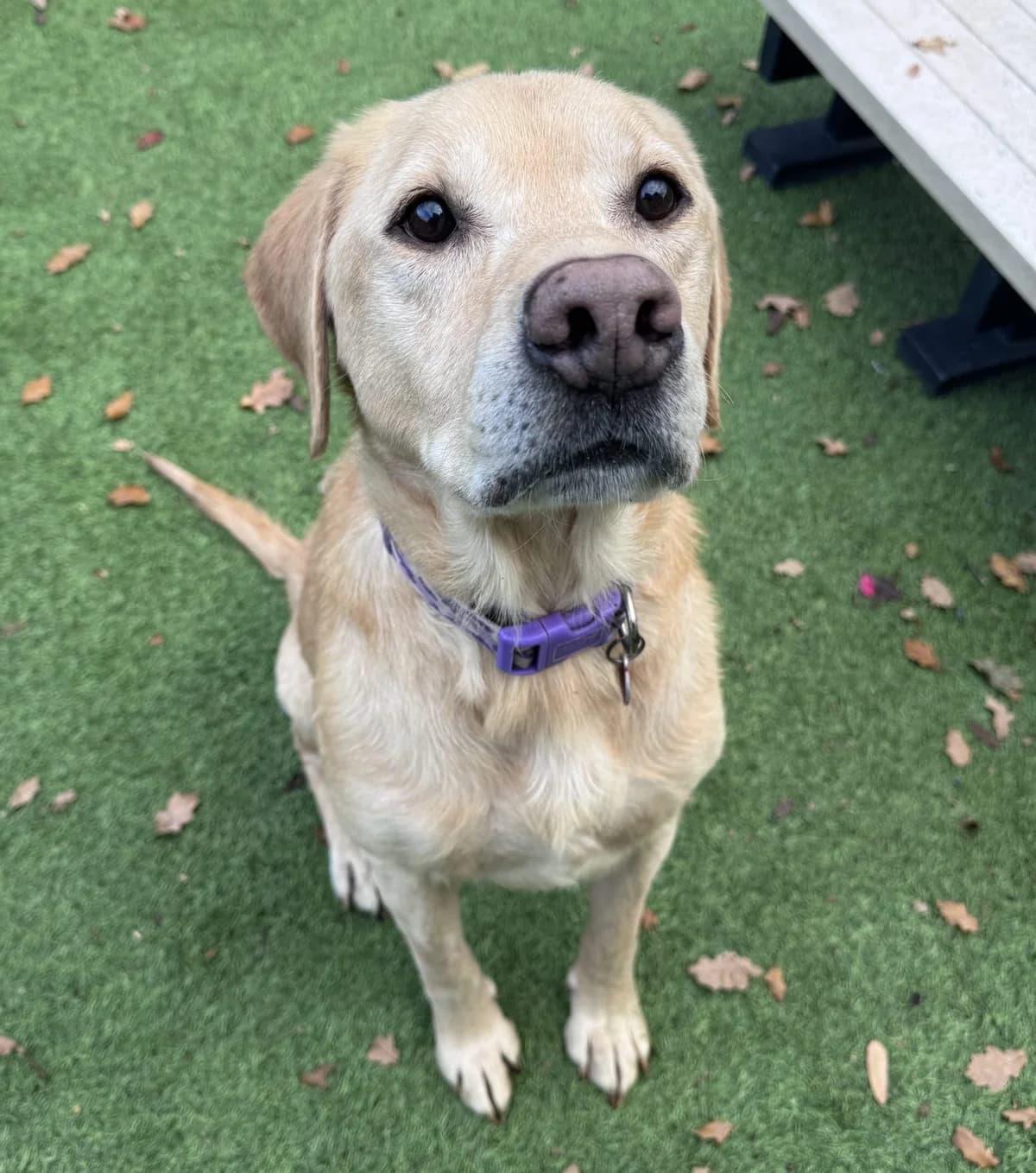 Milo – 8 Year Old Male – RESERVED, male senior Labrador Retriever for adoption at Rain Rescue