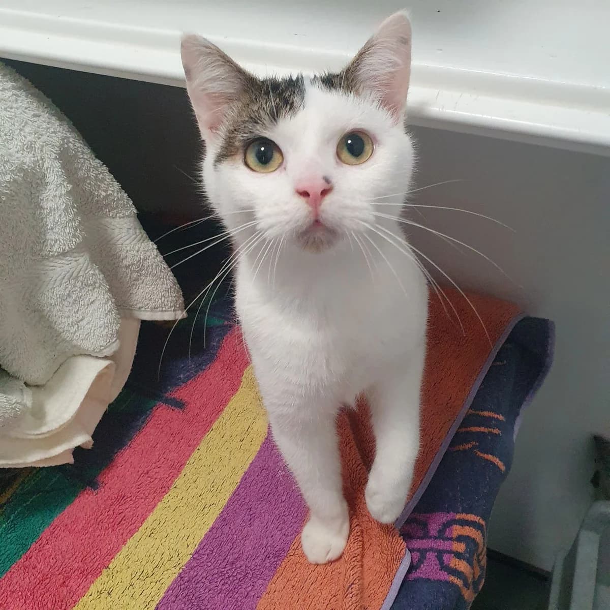 Gus- 2 Year Old Male- RESERVED, male Mixed Breed Cat for adoption at Rain Rescue