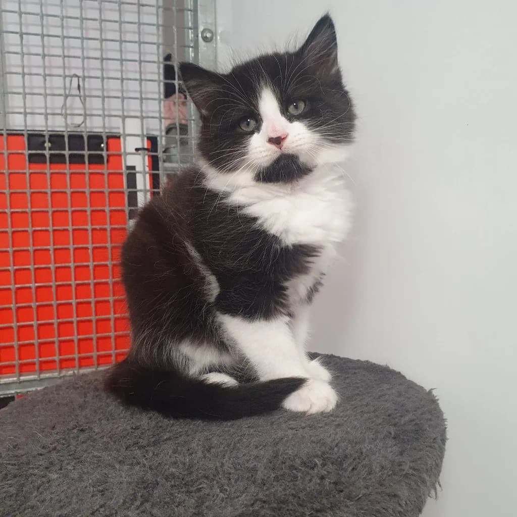 Xander- 9 Week Old Male,  (Rain Rescue)