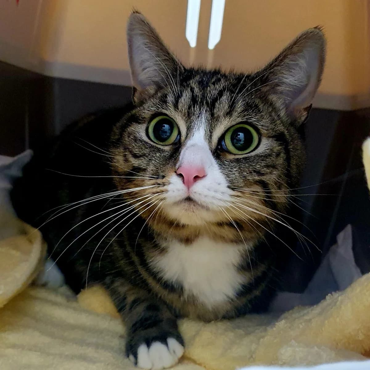 April- 1 Year Old Female – RESERVED, female Mixed Breed Cat for adoption at Rain Rescue