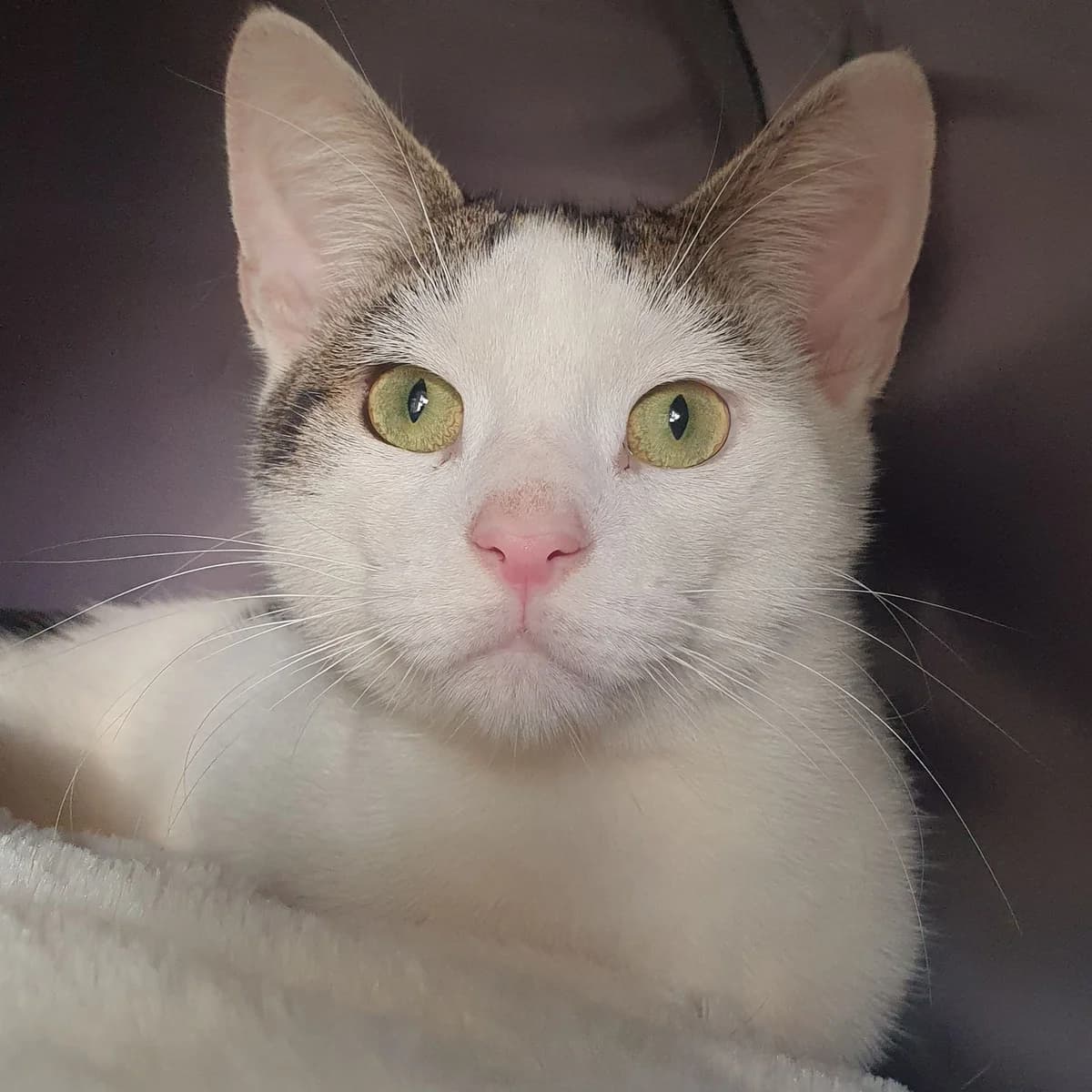 Mochi- 1 Year Old Male, male Mixed Breed Cat for adoption at Rain Rescue