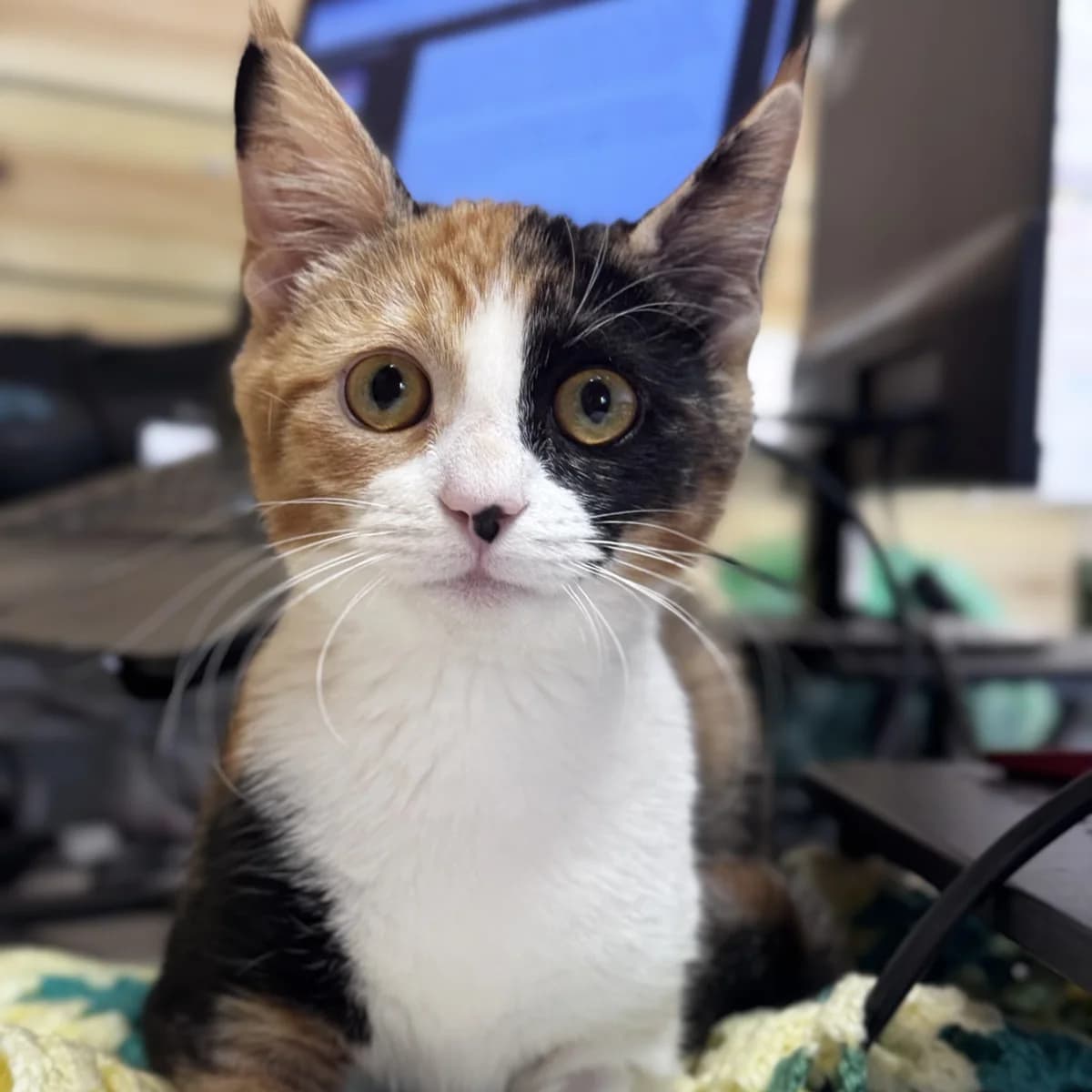 Wednesday- 6 Month Old Female- RESERVED, female Mixed Breed Cat for adoption at Rain Rescue