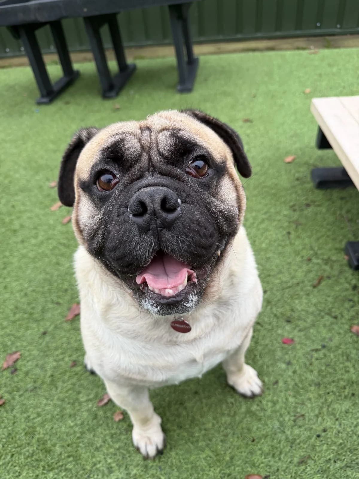 Ronald – 3 year old Male – AVAILABLE SOON, male Pug for adoption at Rain Rescue