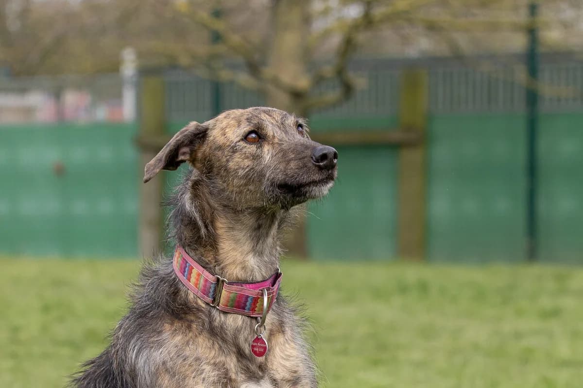 Baileys – 5 year old Female – SPOTLIGHT ANIMAL, female Lurcher for adoption at Rain Rescue