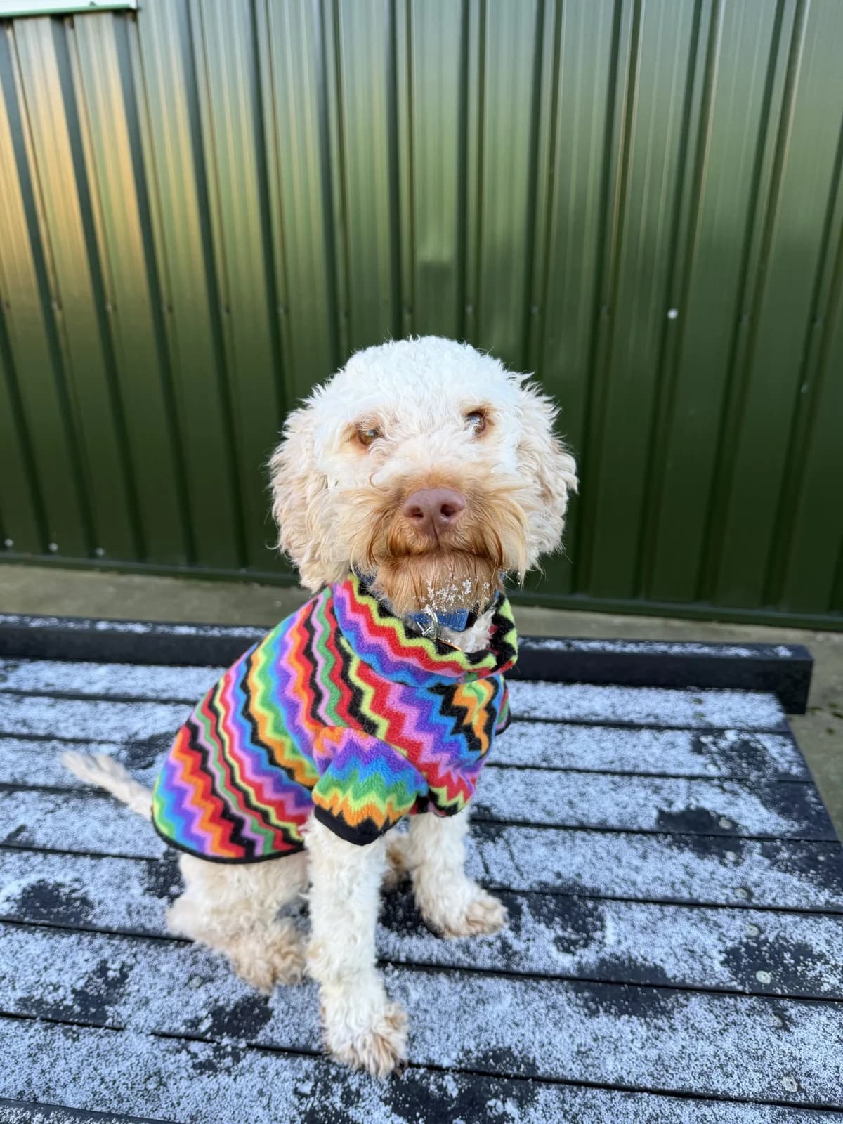 Walter – 1 year old Male – RESERVED, male Cockapoo for adoption at Rain Rescue