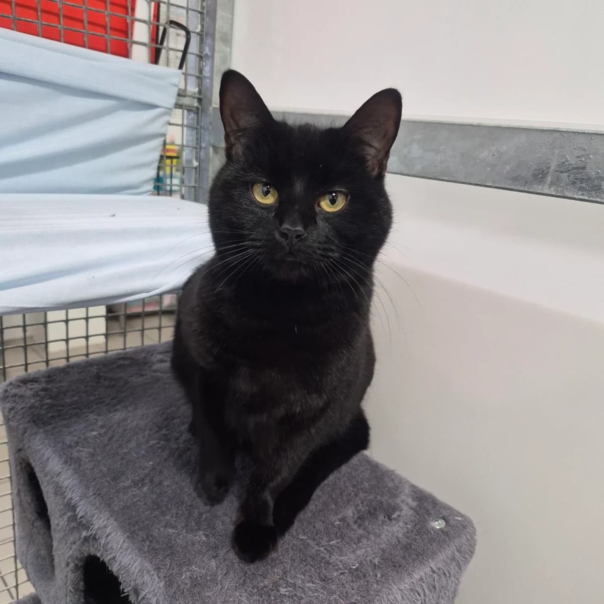 Kevin-8 Month Old Male- MEETING BOOKED, male Mixed Breed Cat for adoption at Rain Rescue