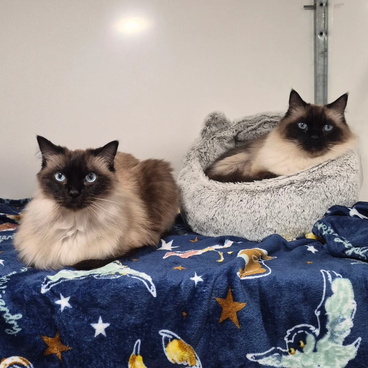 Mowgli and Baloo- 8 Year Old Males- RESERVED, male Ragdoll for adoption at Rain Rescue