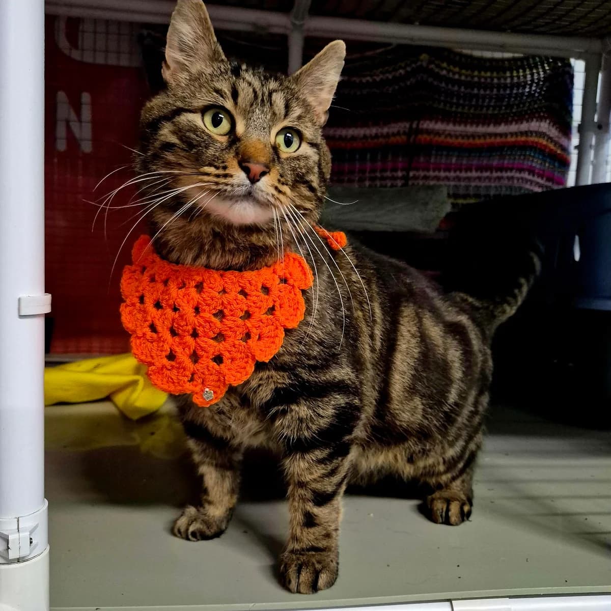 Coco- 4 Year Old Male, male Mixed Breed Cat for adoption at Rain Rescue