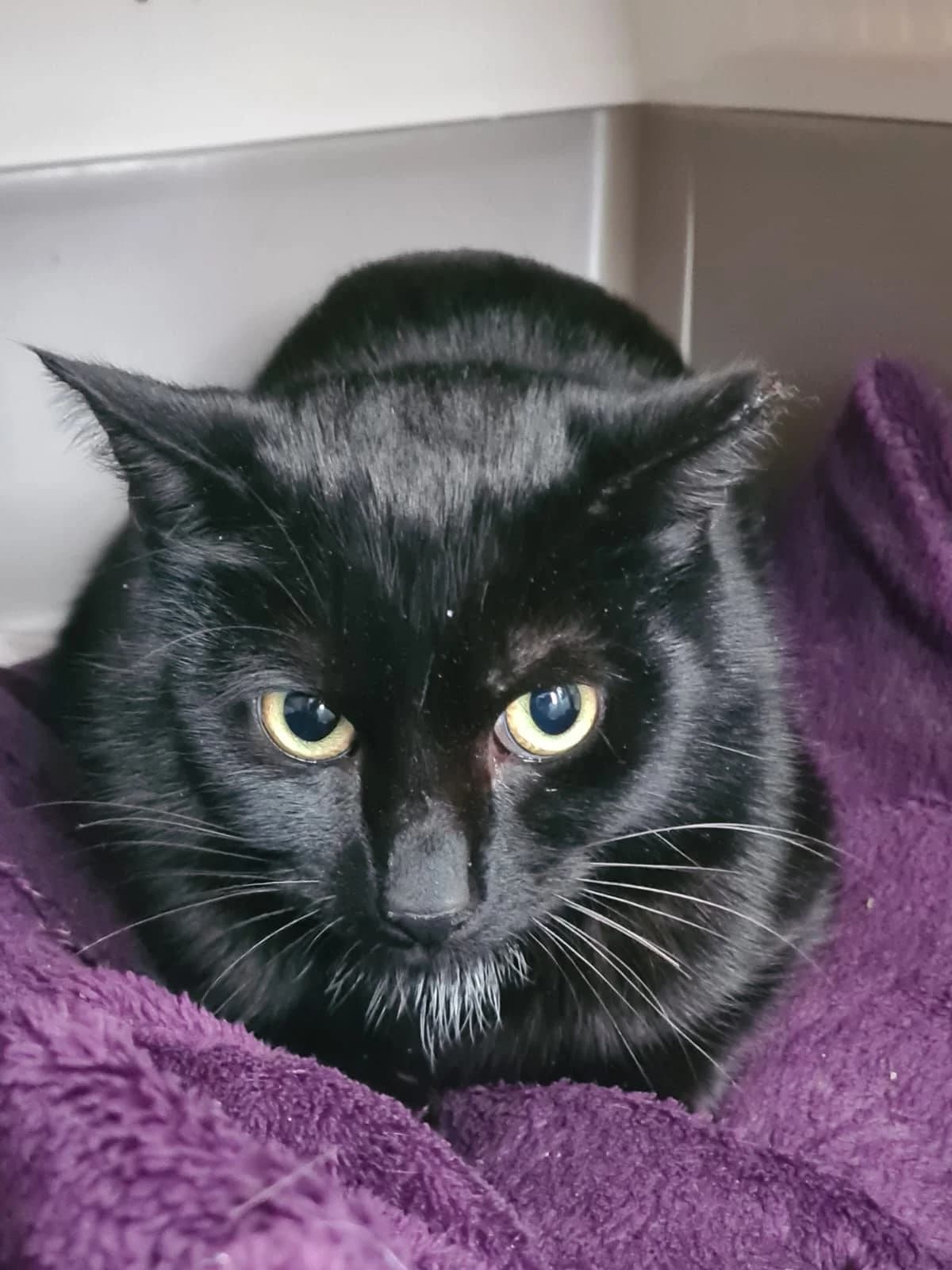 Arthur- 2 Year Old Male- Farm/Stable Home Wanted, male Mixed Breed Cat for adoption at Rain Rescue