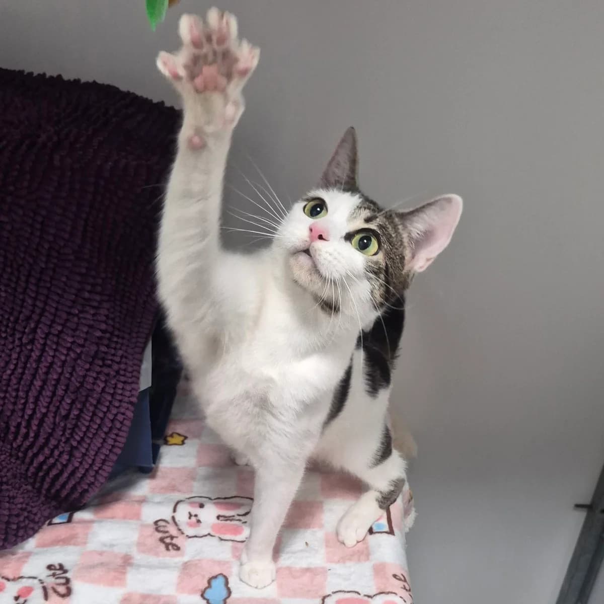 Lily- 2 Year Old Female – RESERVED, female Mixed Breed Cat for adoption at Rain Rescue