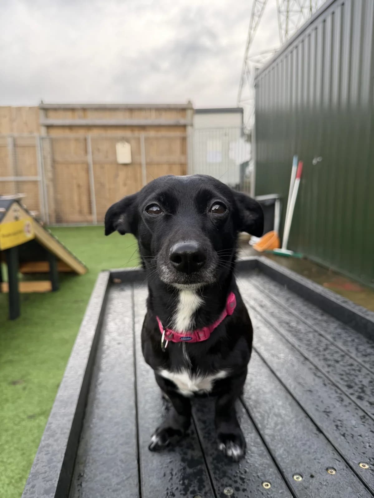 Willow – 4 year old Female – MEETING BOOKED, female puppy mixed breed for adoption at Rain Rescue