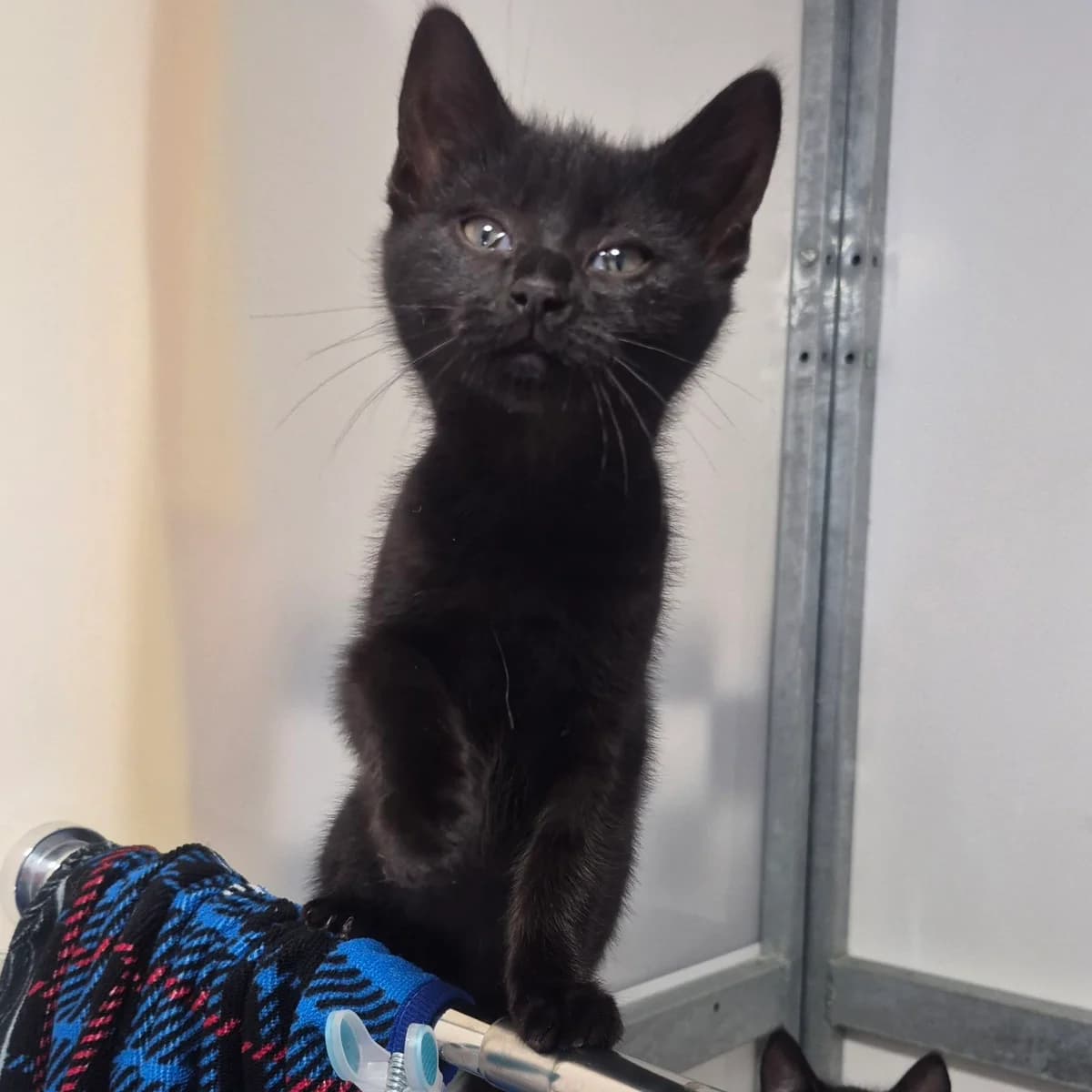 Chip- 11 Week Old Female-RESERVED, female puppy Mixed Breed Cat for adoption at Rain Rescue