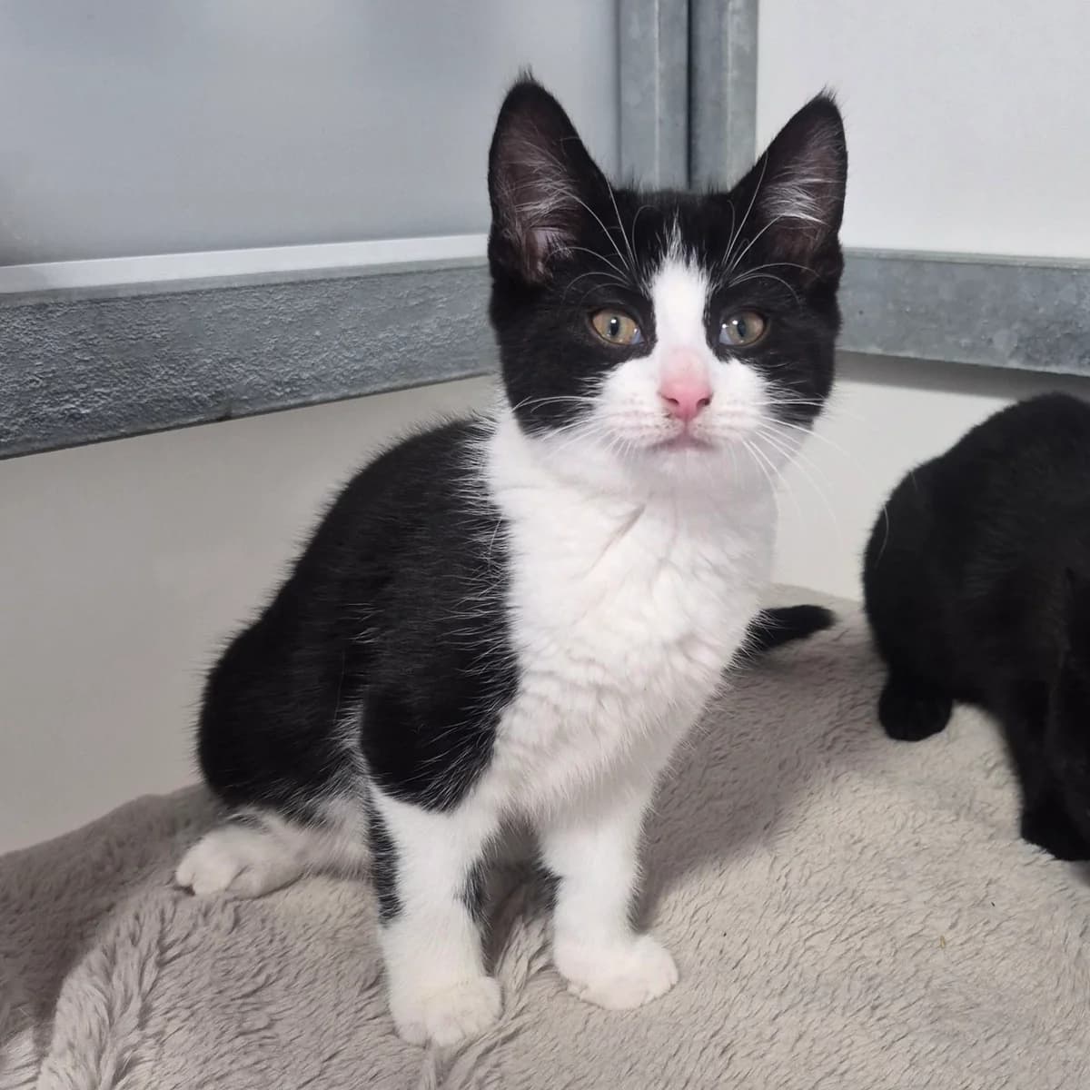 Mash- 11 Week Old Female, female puppy Mixed Breed Cat for adoption at Rain Rescue