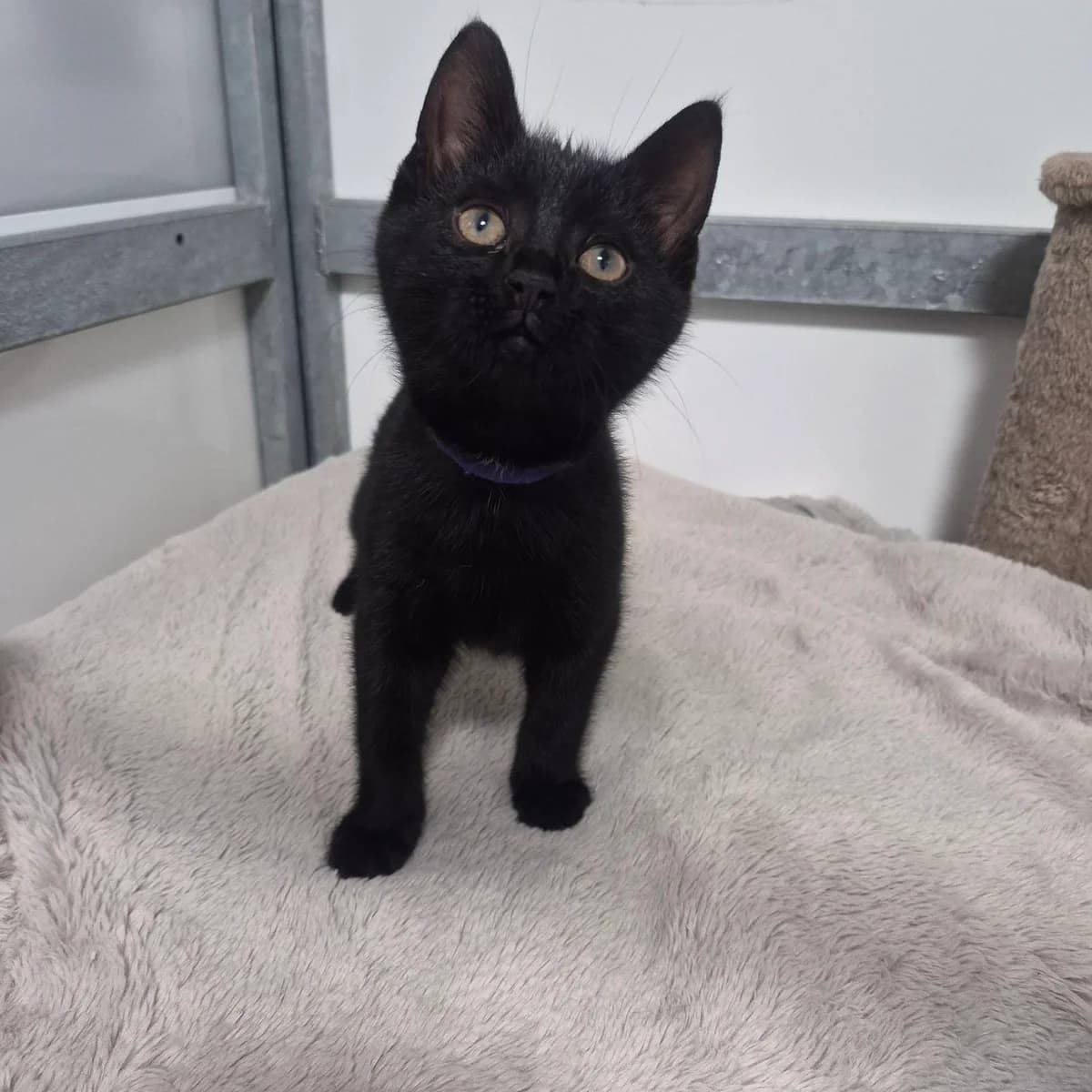 Potato- 11 Week Old Male- MEETING BOOKED, male puppy Mixed Breed Cat for adoption at Rain Rescue