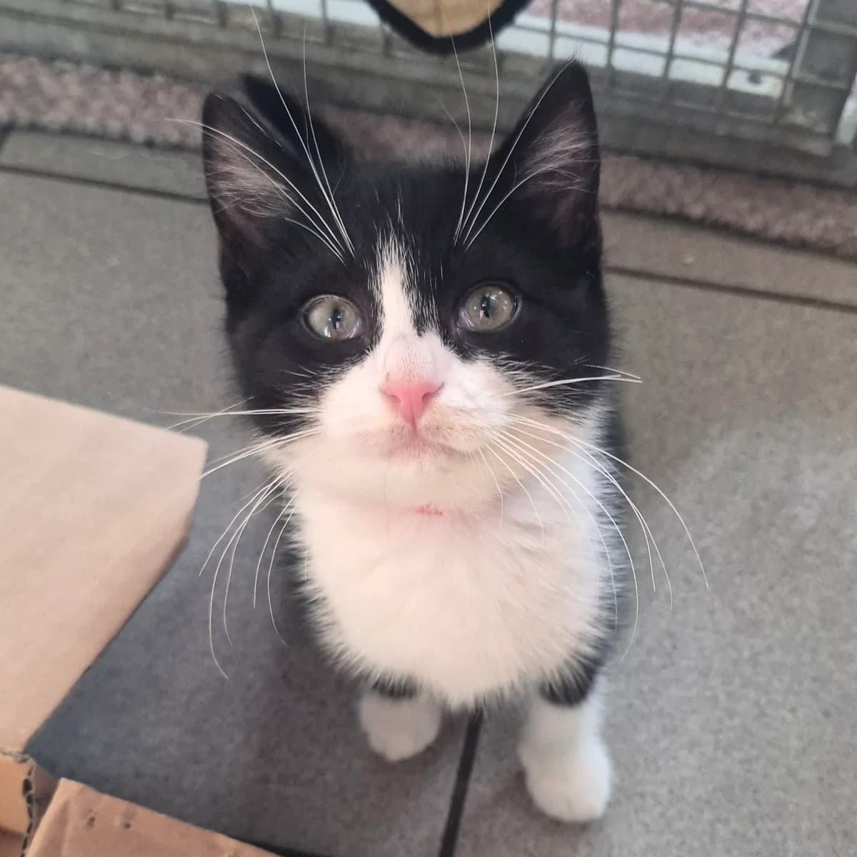 Roastie- 11 Week Old Female- MEETING BOOKED, female puppy Mixed Breed Cat for adoption at Rain Rescue