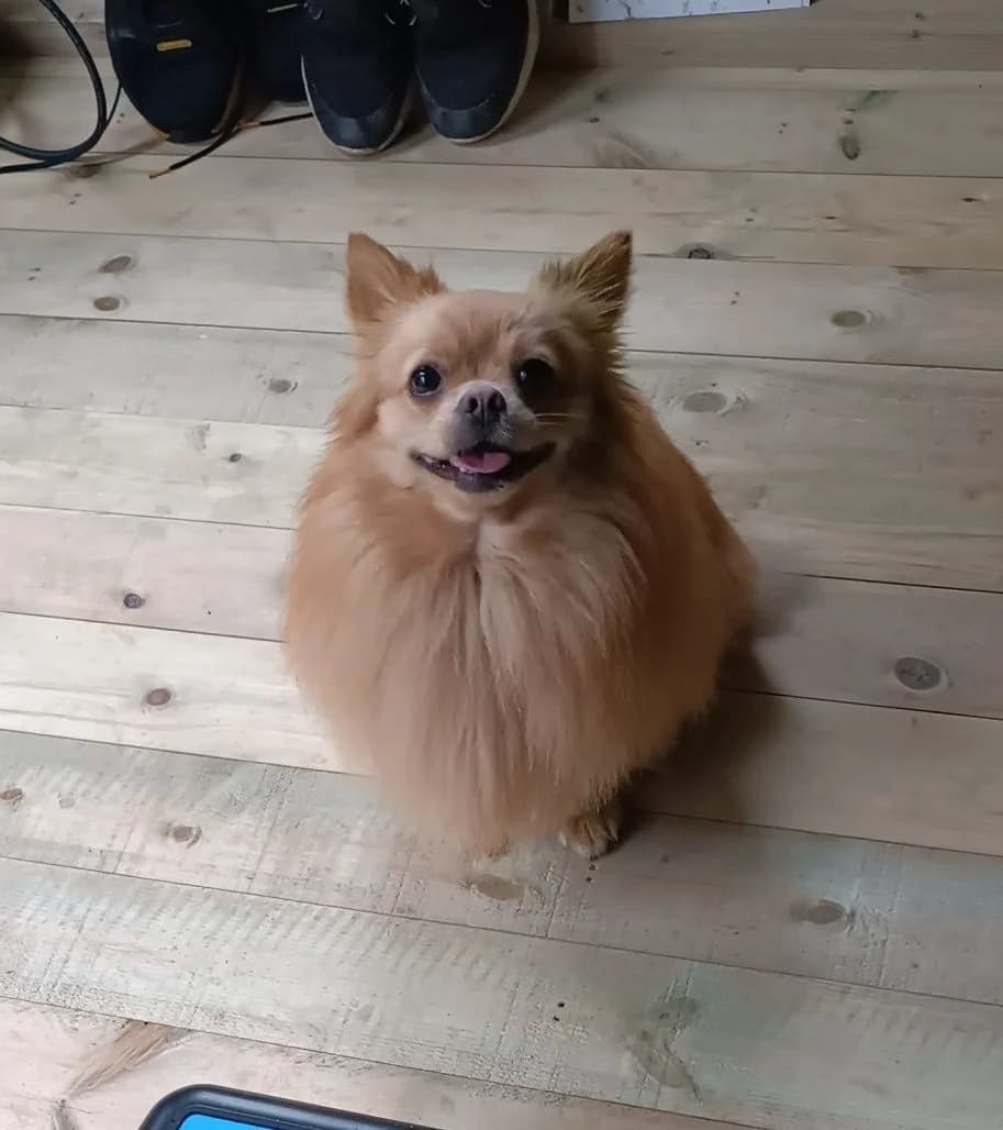 Pompom – 1 year old Male – MEETING BOOKED, male Pomeranian for adoption at Rain Rescue