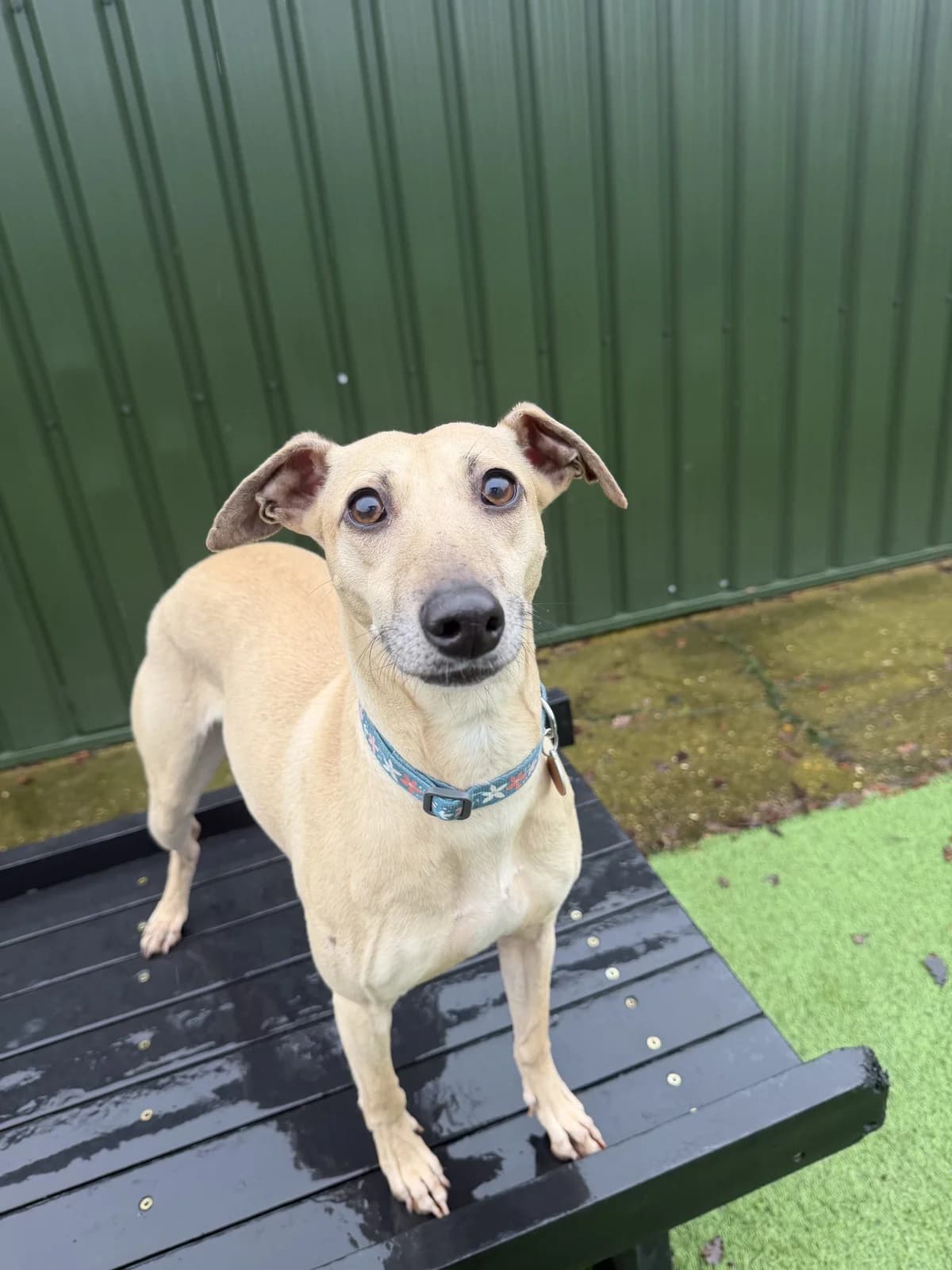 Pip – 4 year old Female, female 4yo Whippet for adoption at Rain Rescue