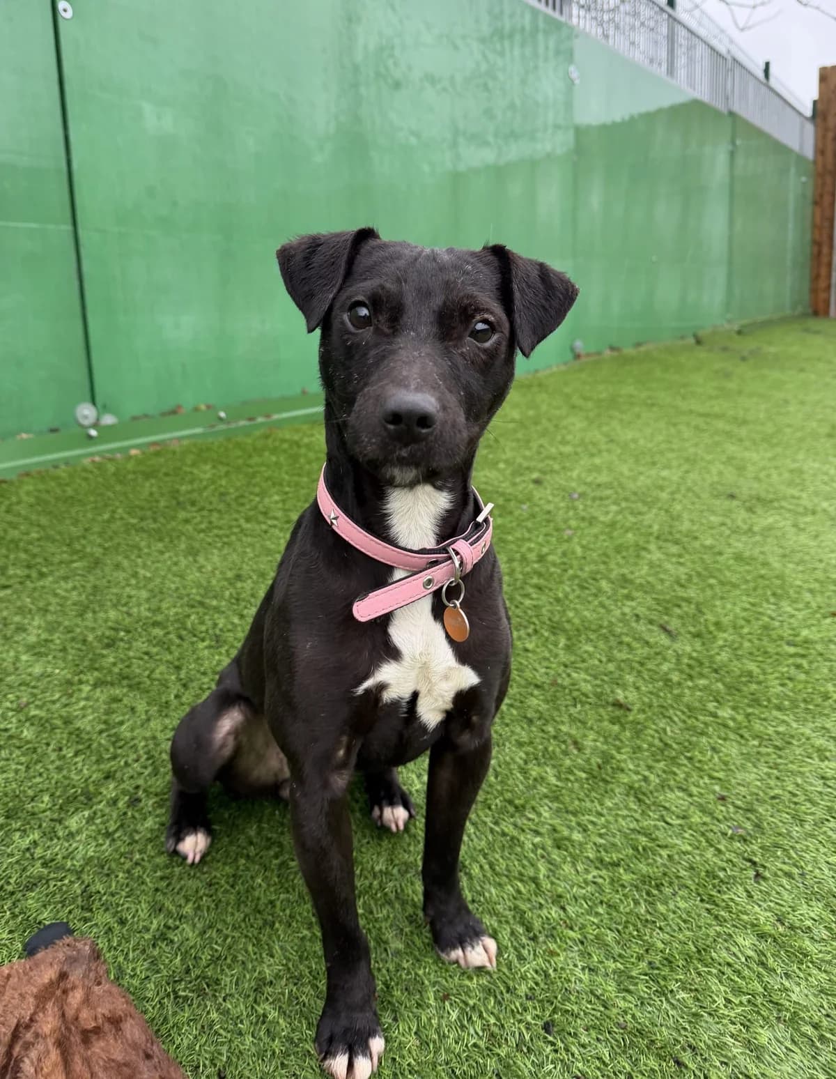 Tilly – 2 year old Female – MEETING BOOKED, female young mixed breed for adoption at Rain Rescue