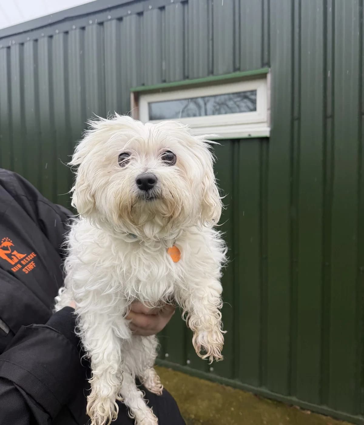 Lola – 6 year old Female – MEETING BOOKED, female Maltese for adoption at Rain Rescue